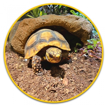 Hobby Mojave Cave XL Höhle für Terrarien (Art.-Nr.:36249)