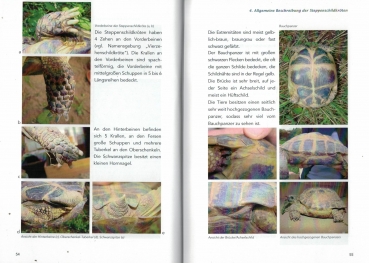 Preview: Die Haltung der Steppenschildkröten Agrionemys horsfieldii