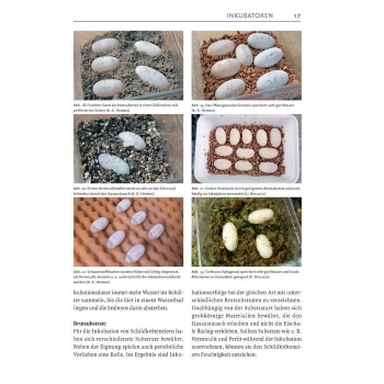 Inkubation von Schildkröteneiern Schildkrötenbibliothek 5