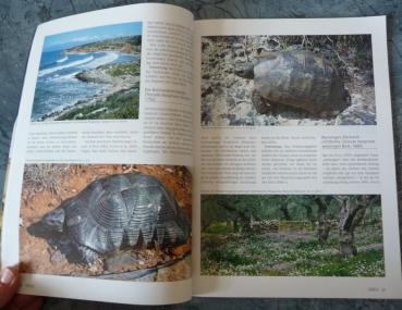 DRACO 32 - Mediterrane Landschildkröten