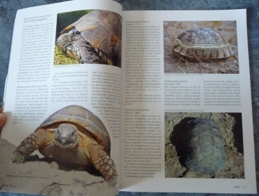 DRACO 32 - Mediterrane Landschildkröten