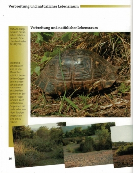 Preview: Ihr Hobby Breitrandschildkröten (Georg Mirlach)