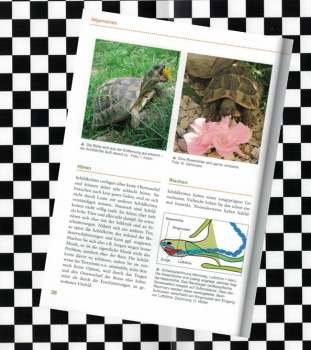 Die Griechische Landschildkröte Ines Kosin