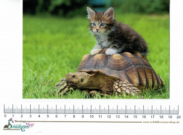 Preview: Grußkarte "Kätzchen auf Spornschildkröte"