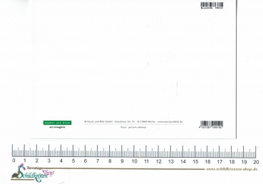 Preview: Grußkarte "Kätzchen auf Spornschildkröte"