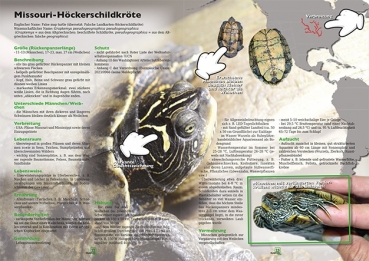 Preview: MARGINATA KIDS 3 - Freilandterrarien für Landschildkröten