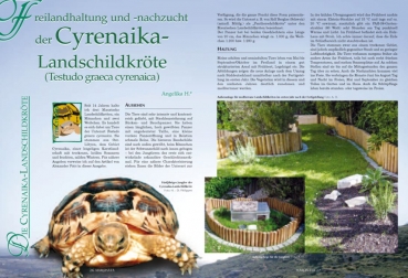 Preview: Marginata 25 - Die Cyrenaika Landschildkröte