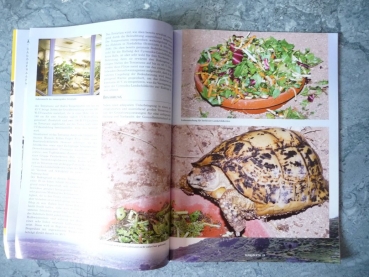 Preview: Marginata 25 - Die Cyrenaika Landschildkröte