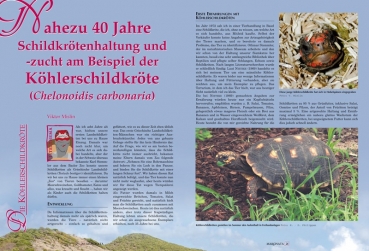 Marginata 27 - Köhlerschildkröten