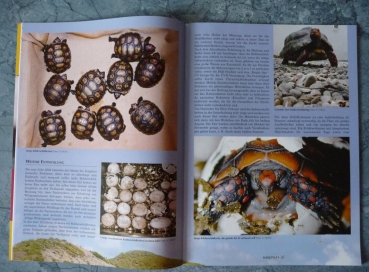 Marginata 27 - Köhlerschildkröten