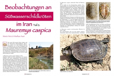 Marginata 27 - Köhlerschildkröten