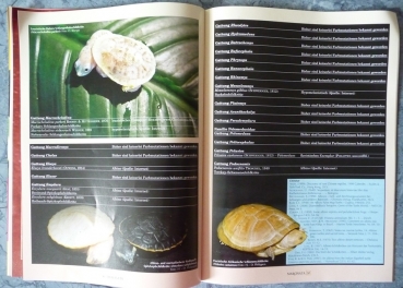 Preview: Marginata 28 -  Farbmutationen bei Schildkröten