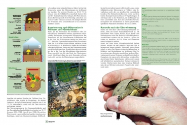 Preview: Marginata 41 - Steppenschildkröten