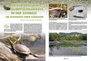 Marginata 46 - Die Europäische Sumpfschildkröte