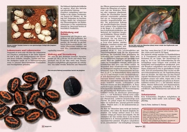 Marginata 65 - Ägyptische Landschildkröte