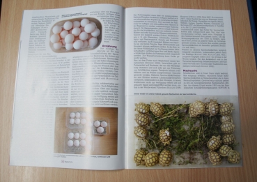 Marginata 77 - Spornschildkröte