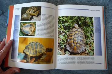 Preview: Ihr Hobby Griechische Landschildkröten (Rainer Zirngibl)