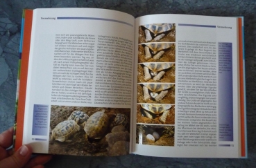 Preview: Ihr Hobby Griechische Landschildkröten (Rainer Zirngibl)