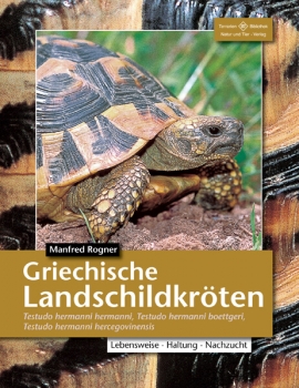 Griechische Landschildkröten Testudo hermanni