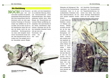 Die Bartagame, Pogona Vitticeps, Art für Art, NTV