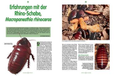 Preview: Reptilia 181 - Überwinterung von Landschildkröten