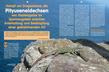 Preview: Reptilia 181 - Überwinterung von Landschildkröten