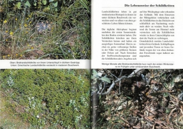 Sardinien, die Insel der europäischen Schildkröten - Wegehaupt