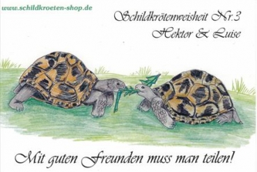 Sammelpostkarte Schildkrötenweisheit Nr. 3