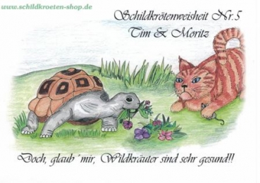 Sammelpostkarte Schildkrötenweisheit Nr. 5