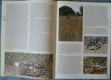 Preview: Terraria 22 - Europ. Landschildkröten in der Natur beobachten