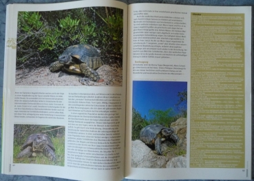 Terraria 22 - Europ. Landschildkröten in der Natur beobachten