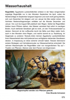 Preview: Die Ägyptische Landschildkröte Testudo kleinmanni