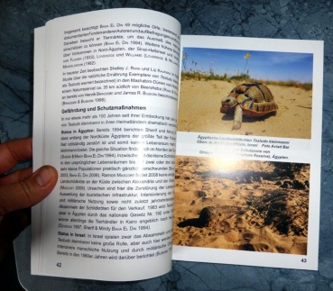 Preview: Die Ägyptische Landschildkröte Testudo kleinmanni