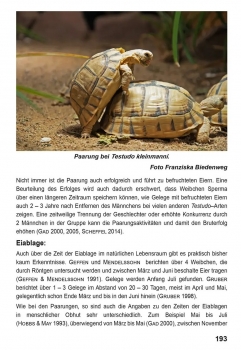 Die Ägyptische Landschildkröte Testudo kleinmanni