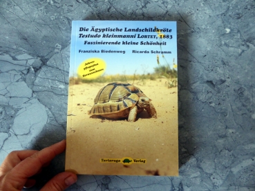Die Ägyptische Landschildkröte Testudo kleinmanni