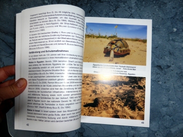 Die Ägyptische Landschildkröte Testudo kleinmanni
