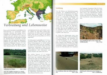 Griechische Landschildkröten - Pflege und Vermehrung