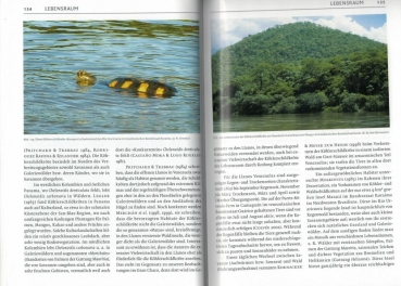 Preview: Schildkrötenbibliothek 3 - Südamerikanische Landschildkröten