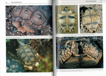 Schildkrötenbibliothek 3 - Südamerikanische Landschildkröten