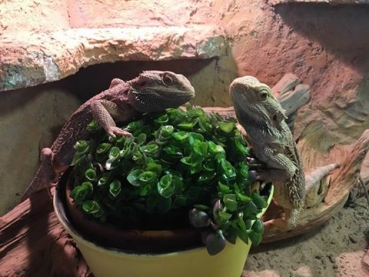 Callesia repens - XL Futterpflanze für Terrarium 11cm Topf