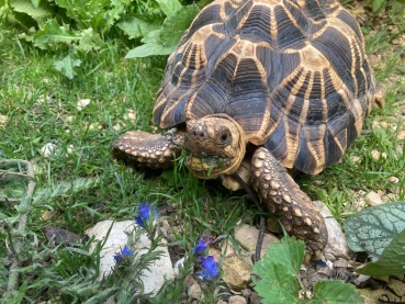 Timothy Futtergras für Landschildkröten 70g