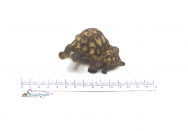 Schildkrötenfigur "Mona und Tina" zwei Schildkröten nebeneinander
