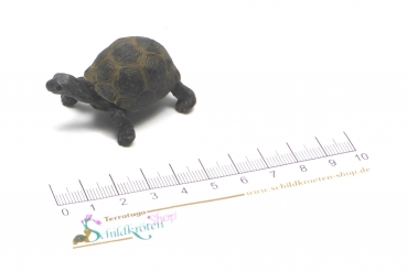 Preview: Riesenschildkrötenjungtier (Schleich)