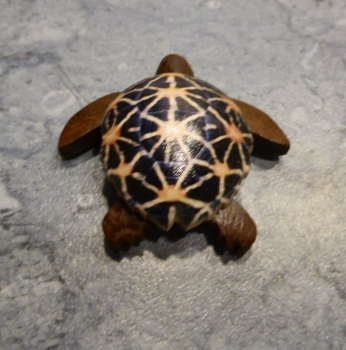 Preview: Holz Dekorations Schildkröten (schwarz)