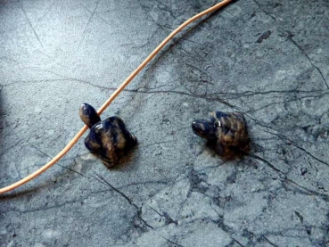 "Sassary"  Schildkröten Anhänger aus Sodalith (2,5 cm)