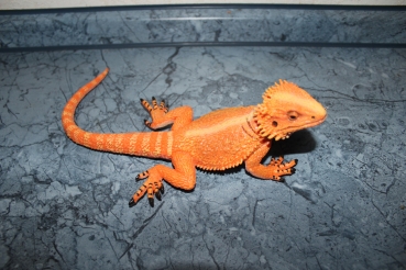 SAFARI Bartagame Echse - Bearded Dragon