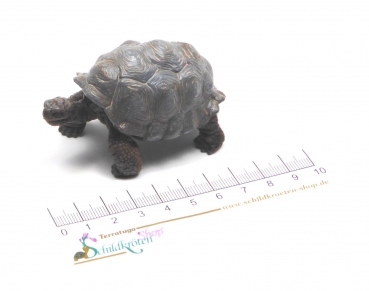 Wild Life Riesenschildkröte (Schleich)