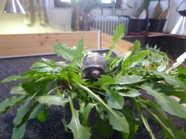 Wild Life Riesenschildkröte (Schleich)