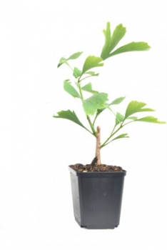 Ginkgo biloba - kleiner Baum fürs Schildkröten Freiland