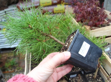 Kiefer kleiner Baum für Freilandgehege